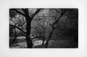 Edo Plum Cherry Guardians