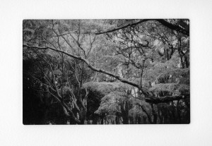 Morning Walk in the Park Yoyogi #2