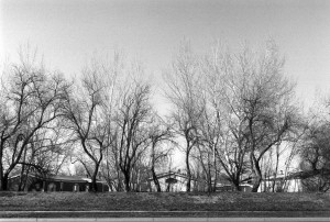 Trees and Trailers 